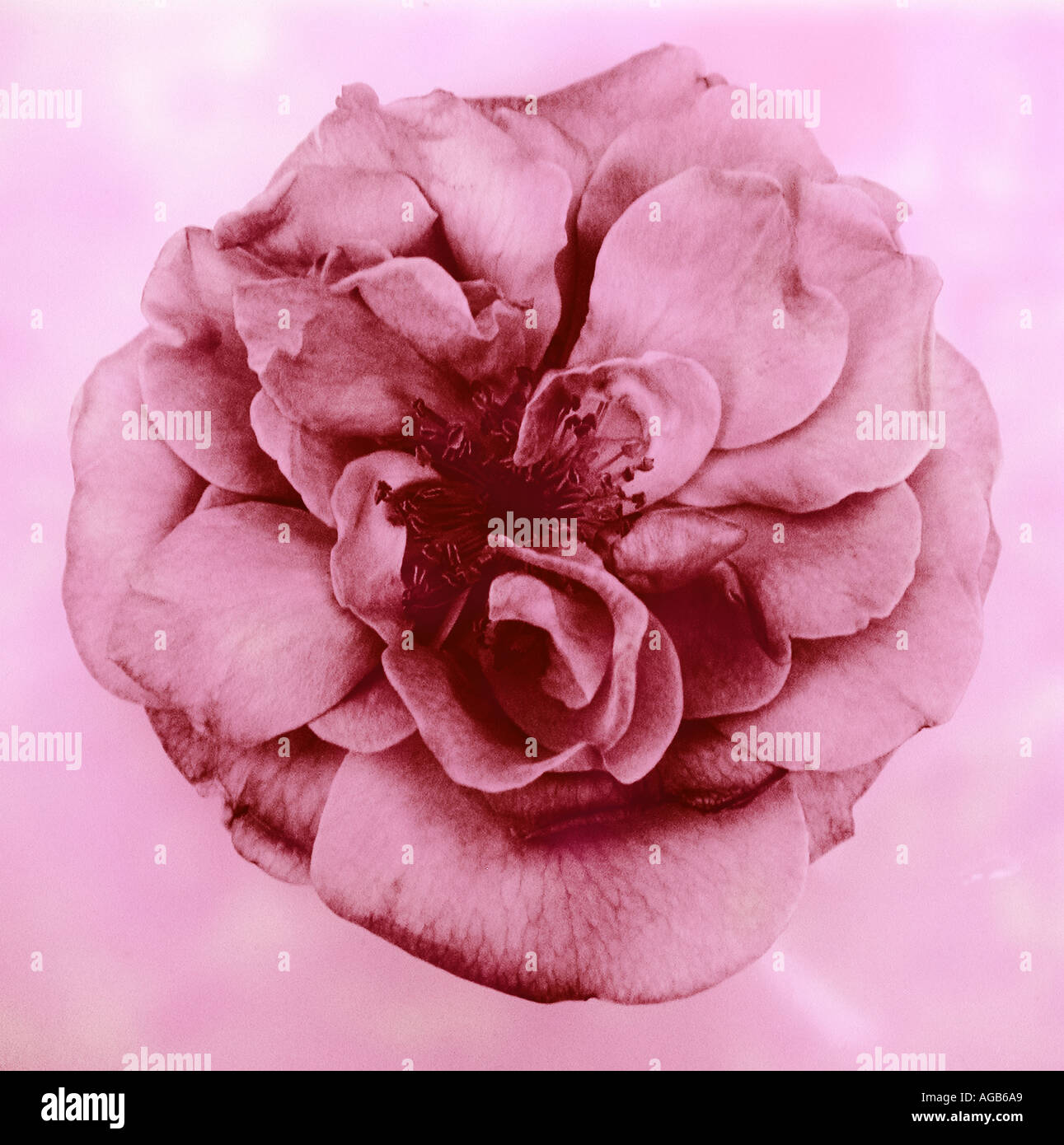 Nome comune rose nome latino rosa Foto Stock