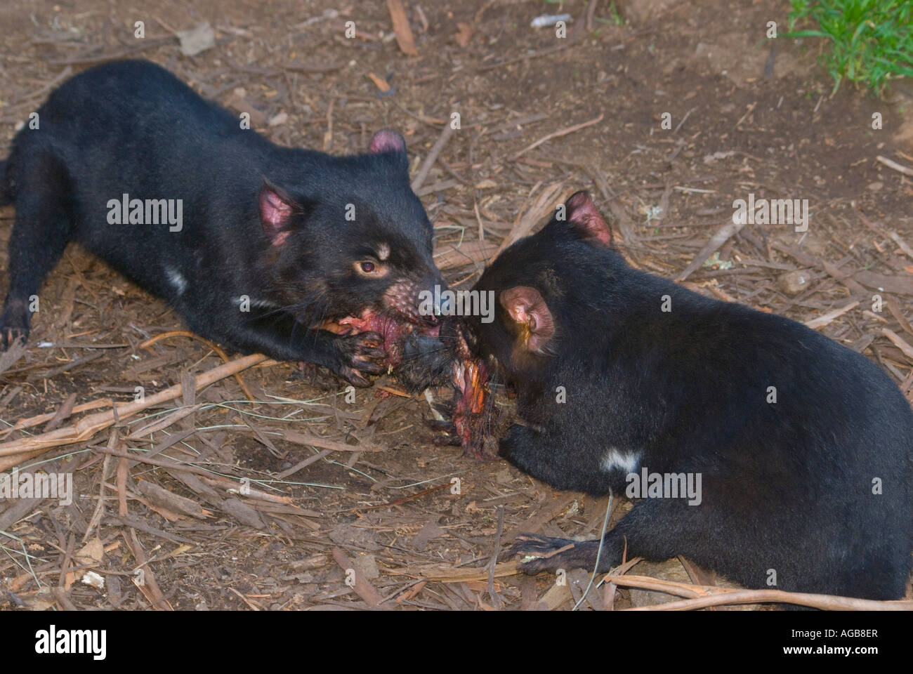 Una coppia di alimentazione di diavoli della Tasmania Sarcophilus Harrisii Foto Stock