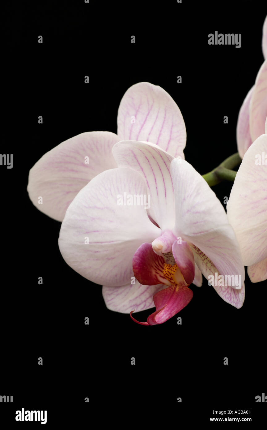 Phalaenopsis orchid Foto Stock