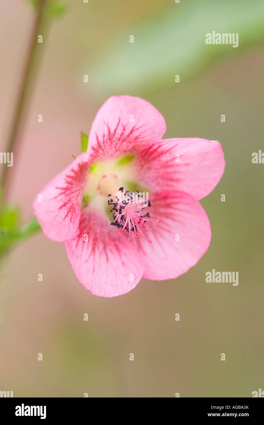 Close up Cape Mallow Flower Anisodontea capensis Foto Stock