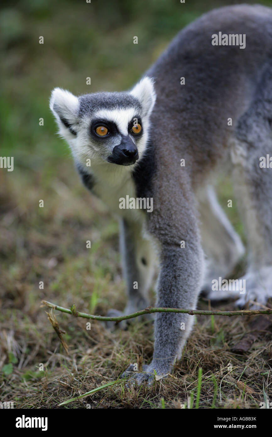 Anello lemure codato - Lemur catta Foto Stock