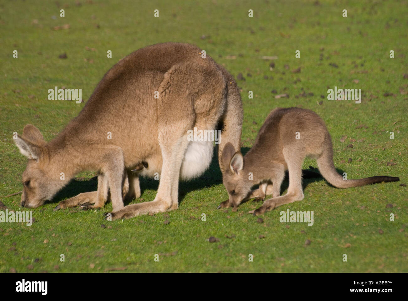 Un Rufous Wallaby con un giovane joey nella sua custodia e un'altra alimentazione di Foto Stock