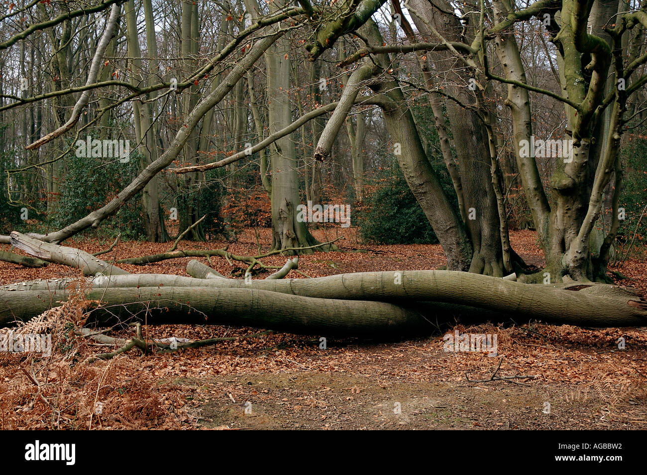La Foresta di Epping autunno alberi Foto Stock