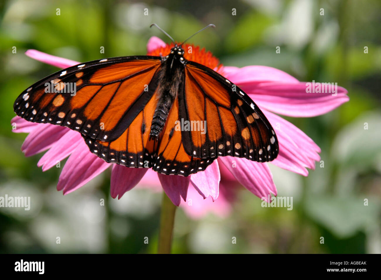 Farfalla monarca Danaus plexippus noto anche come Wanderer Butterfly su un Coneflower Echinacea purpurea Foto Stock