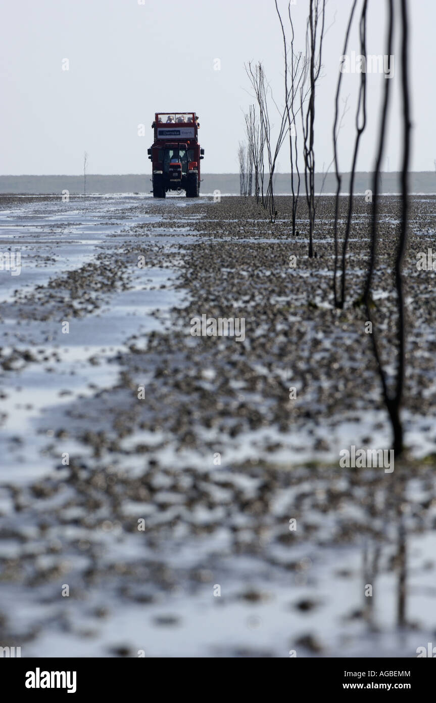 Danimarca Mando la mando Bussen dal centro di Wadden a bassa marea trasportare gruppi di visitatori oltre la seabottom Foto Stock