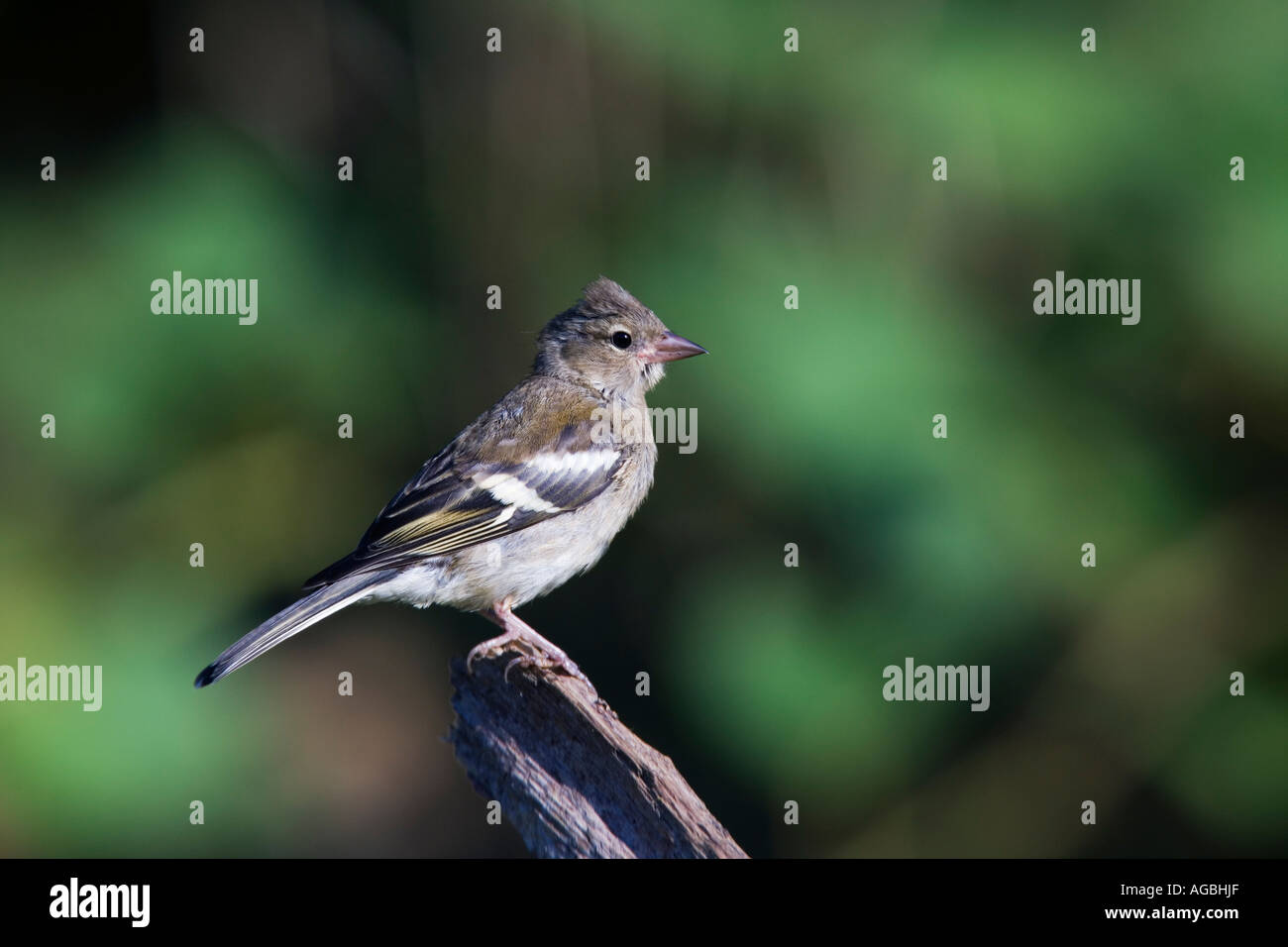 Fringuello Fringilla coelebs appollaiato sul ramo cercando avviso con fuori fuoco sfondo potton bedfordshire Foto Stock