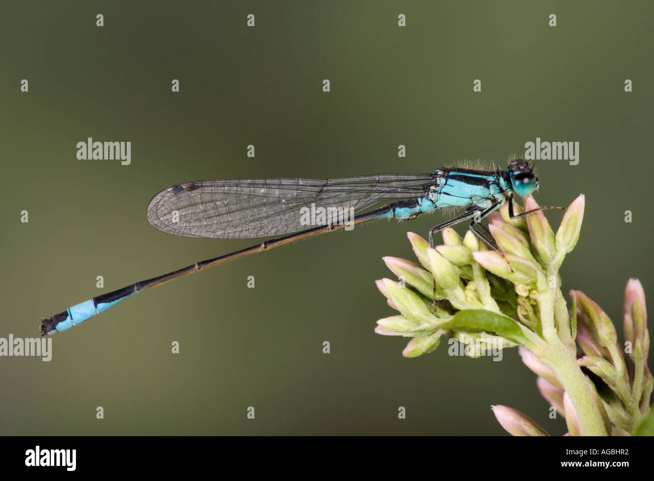 Blue tailed Damselfly Ischnura elegans a riposo che mostra i contrassegni e dettaglio Willington Bedfordshire Foto Stock