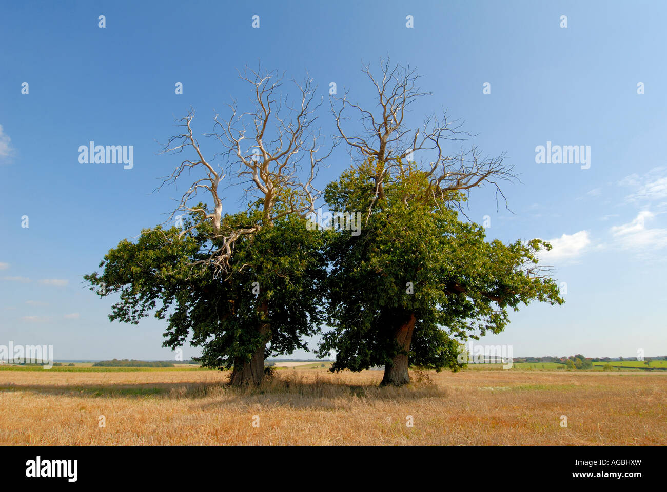 Morendo spagnolo di alberi di castagno (Castanea sativa) con blight malattia, sud-Touraine, Francia. Foto Stock