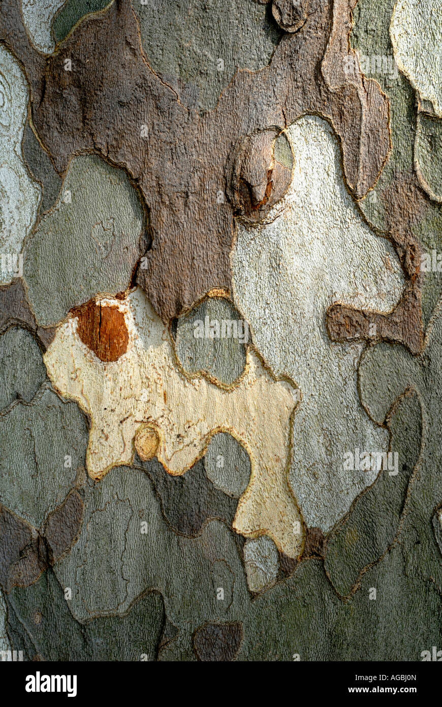 Pezzata corteccia di albero piano (Platanus hybrida / acerifolia), sud-Touraine, Francia. Foto Stock