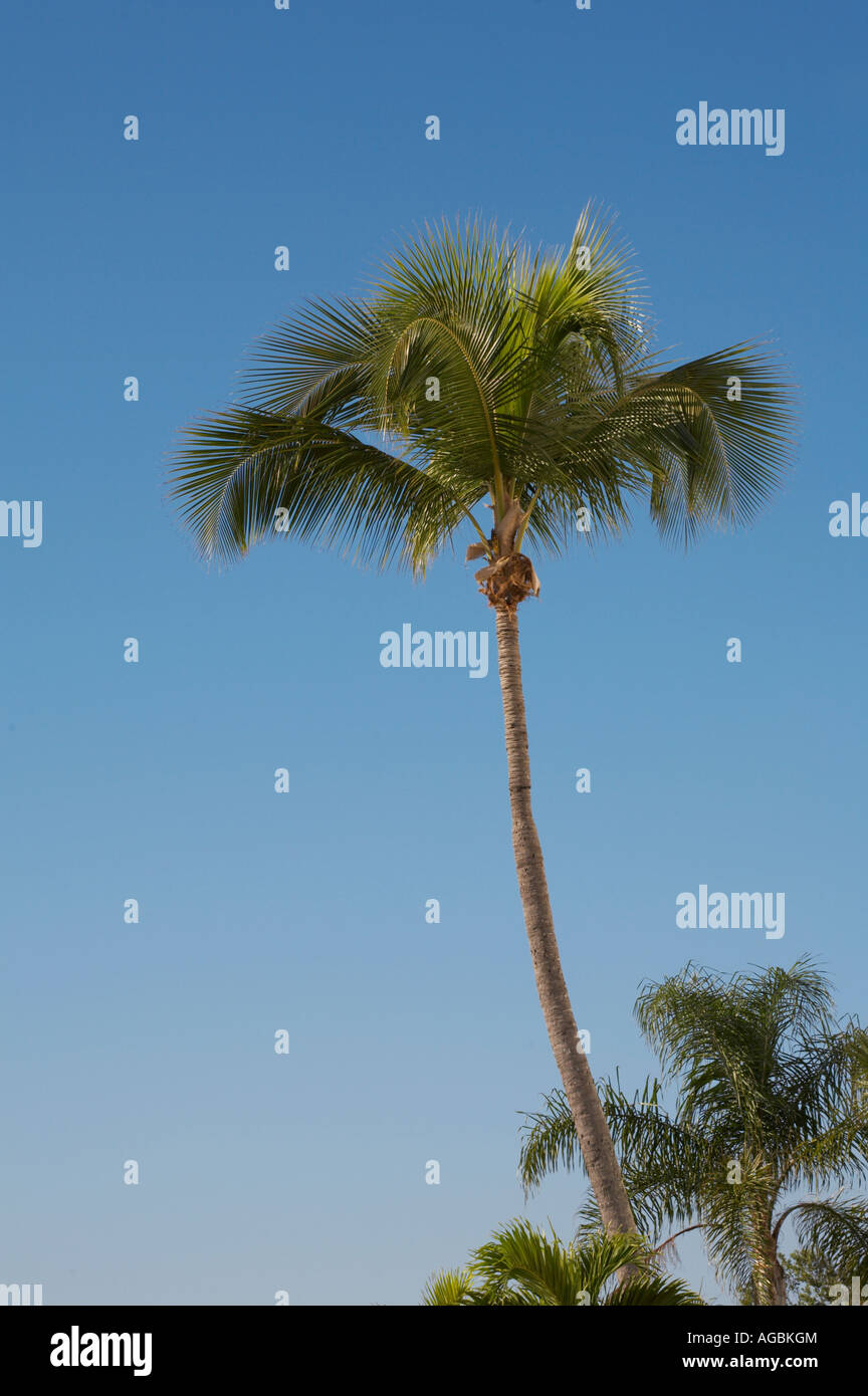 Le palme nel sud-ovest della Florida Foto Stock