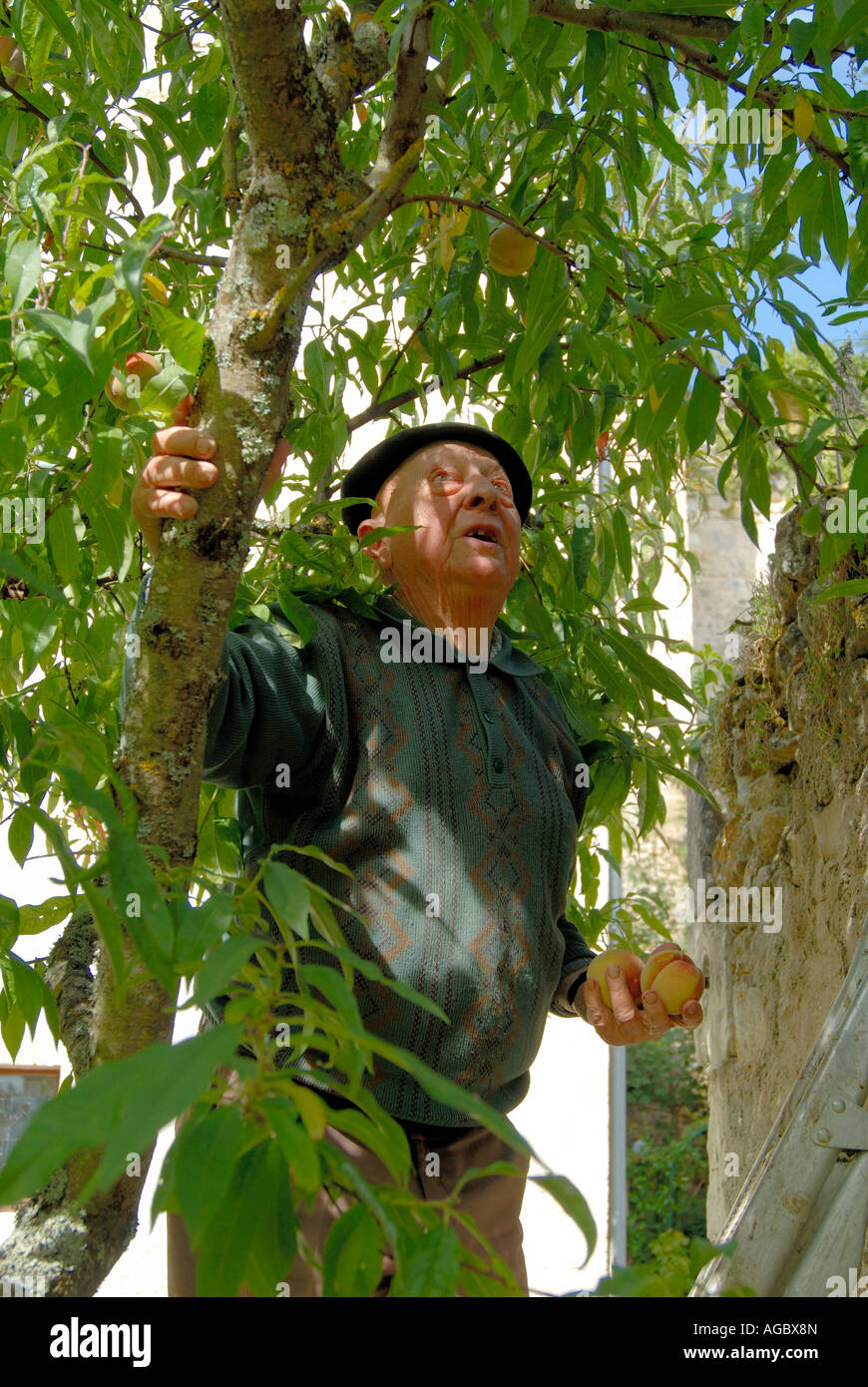 Old Man Picking pesche, sud-Touraine, Francia. Foto Stock
