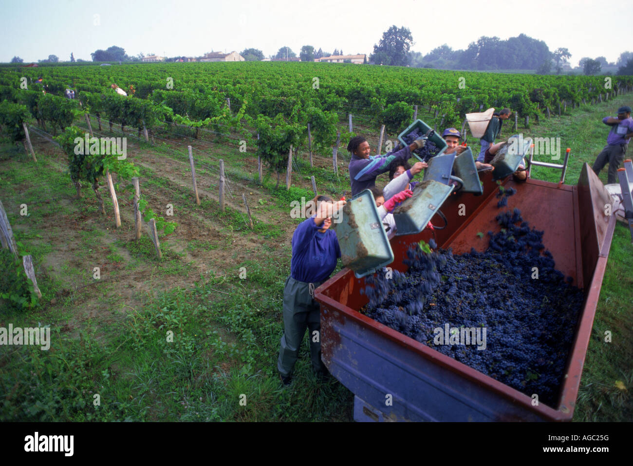 La raccolta di uve (vendage) vicino al villaggio di Saint Emilion nella regione di Bordeaux in Francia Foto Stock