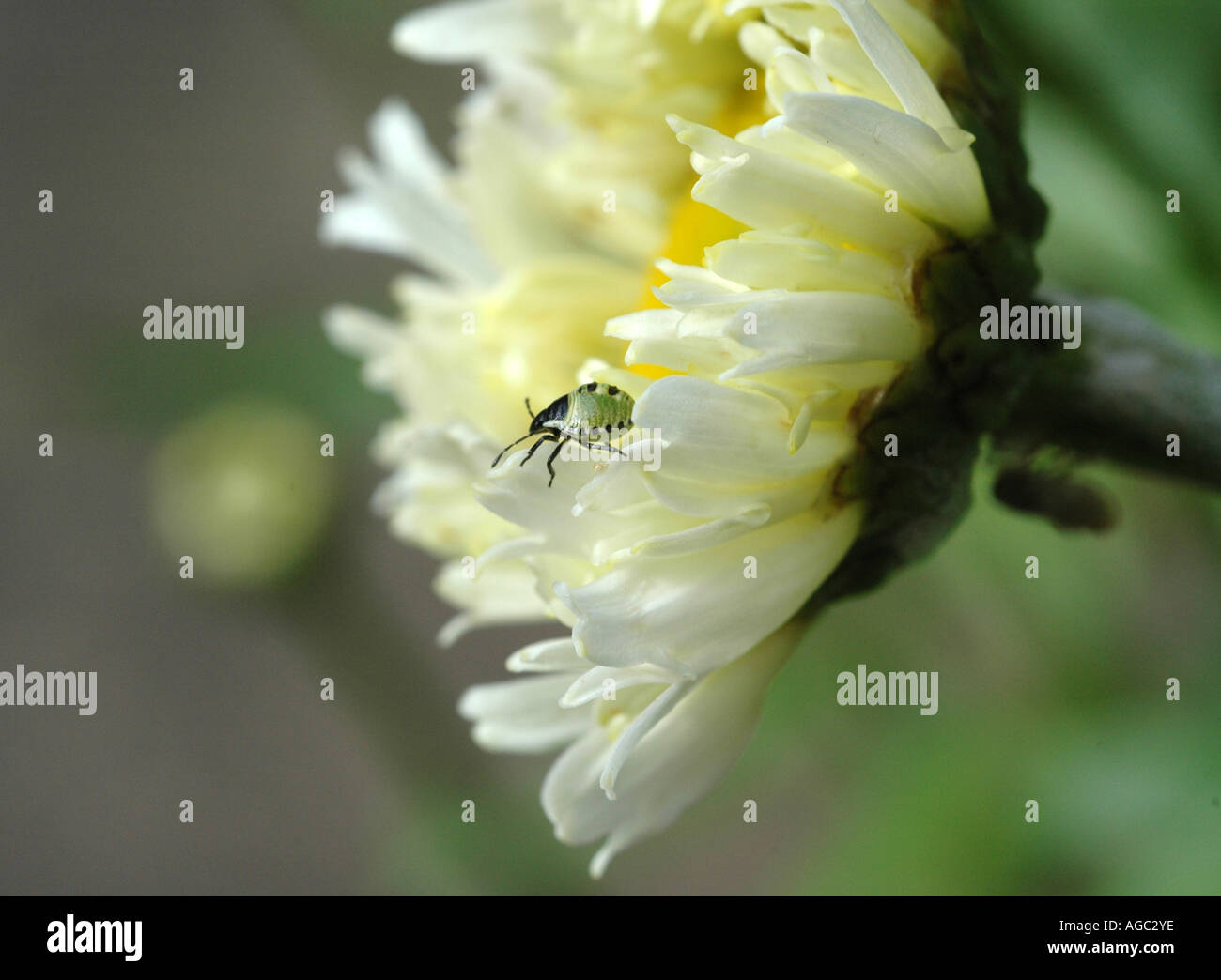 Giovani 7-spot coccinella sul fiore Foto Stock