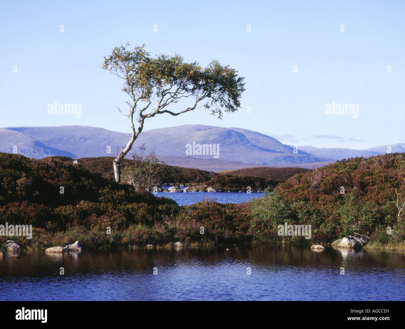 dh Lochan na h Achlaise RANNOCH MOOR ARGYLL isolato singolo tree wetland lone highlands barren scotland atmosfera scozzese highland loch lago Foto Stock