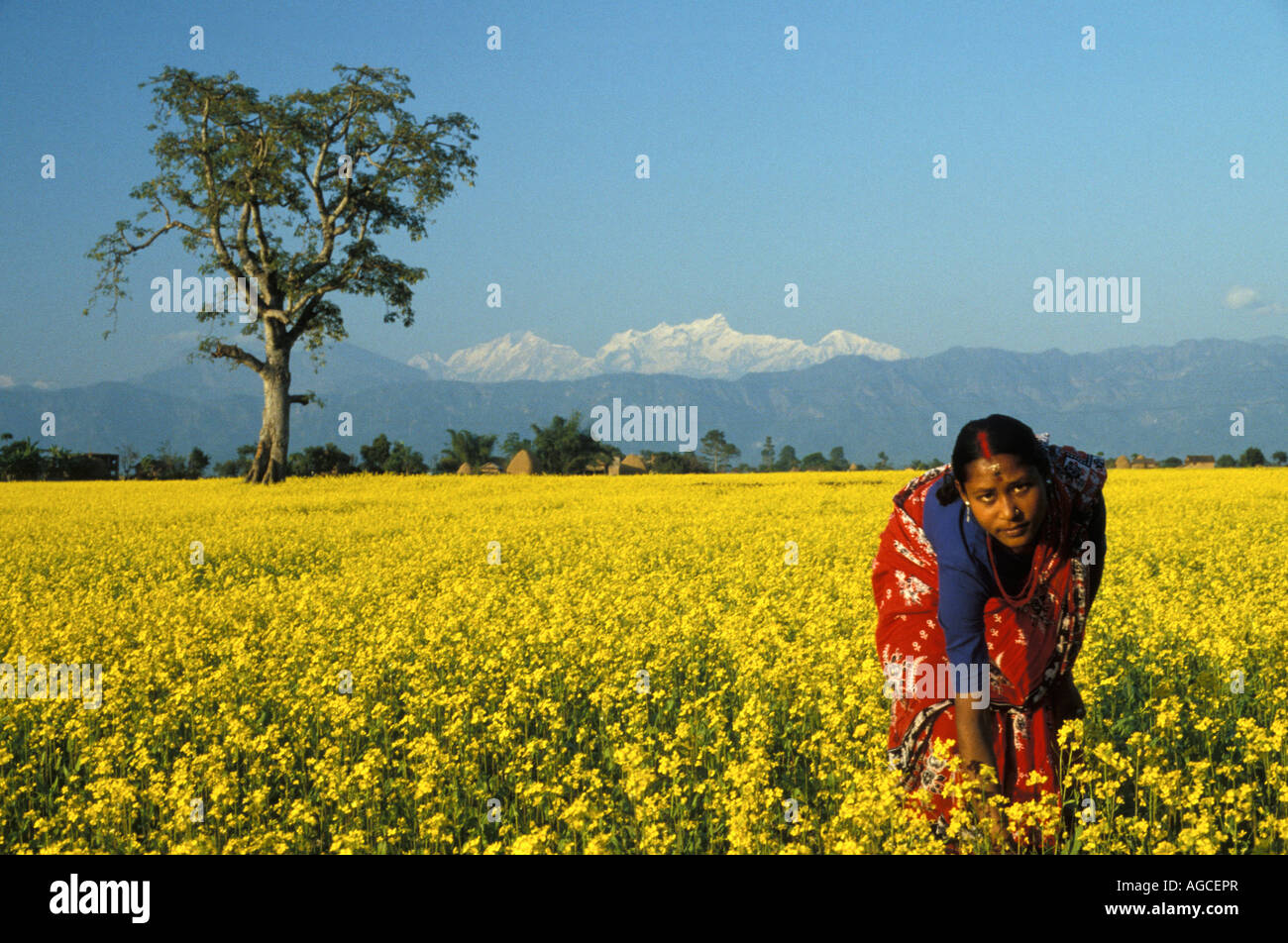 Il Nepal a Bhairawa donna nel seme di senape campo con coperte di neve montagne dell Himalaya in background Foto Stock