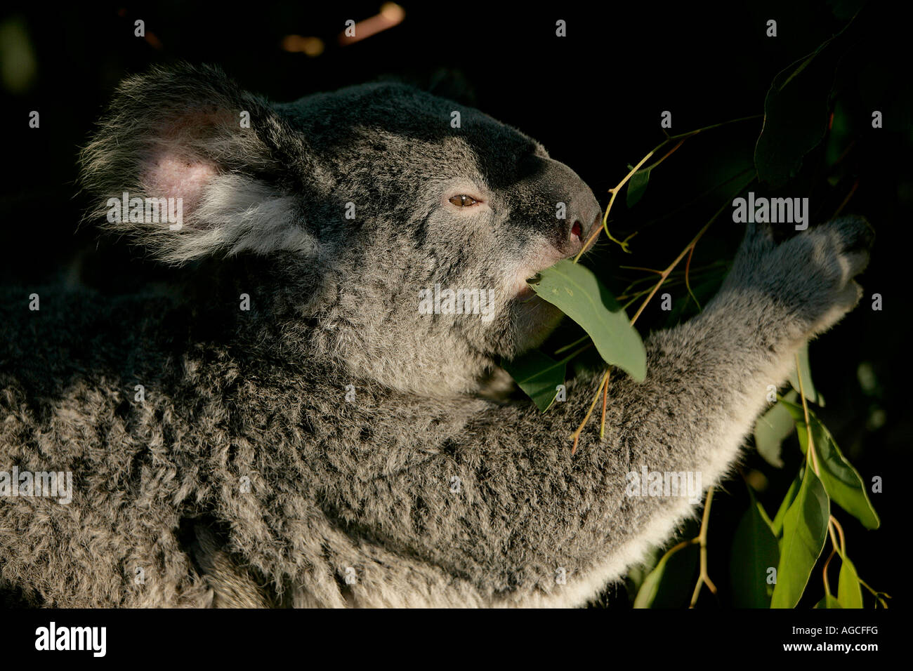 Il Koala baby a mangiare una foglia di eucalipto, Queensland, Australia Foto Stock