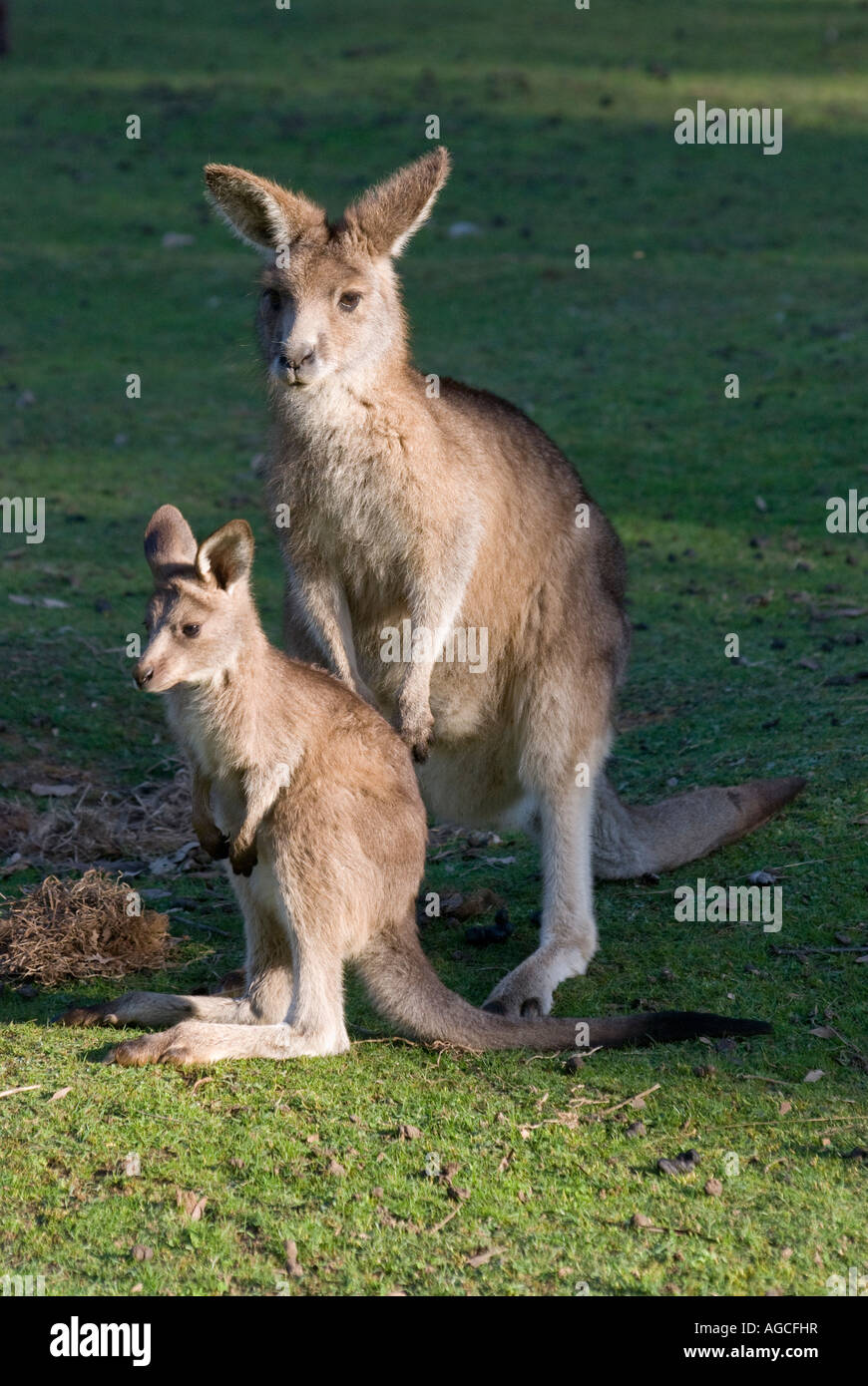 Un Rufous Wallaby con un giovane joey Foto Stock