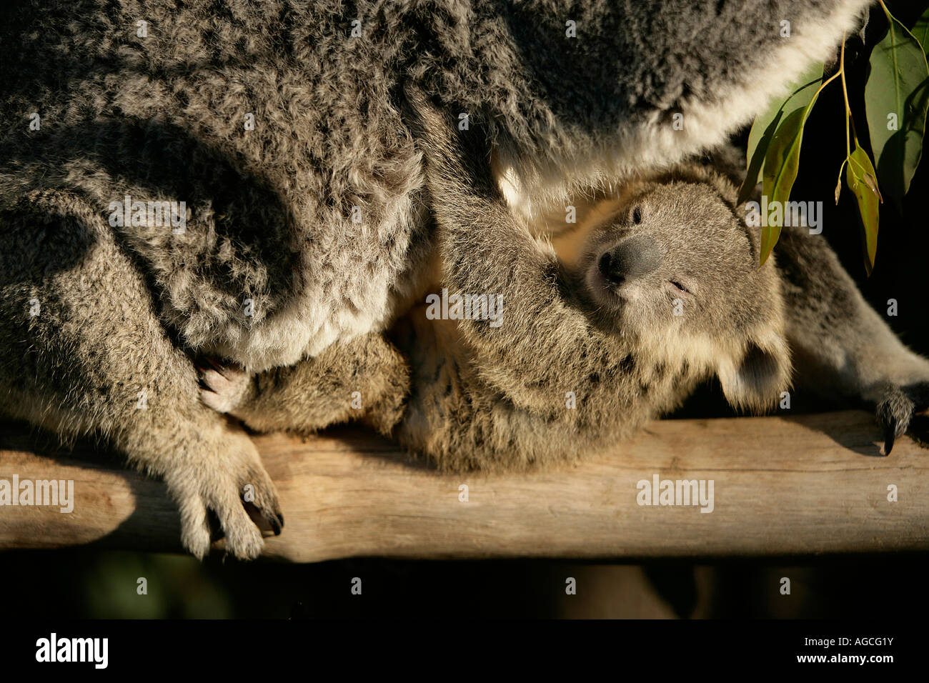 Il Koala baby, Queensland, Australia Foto Stock