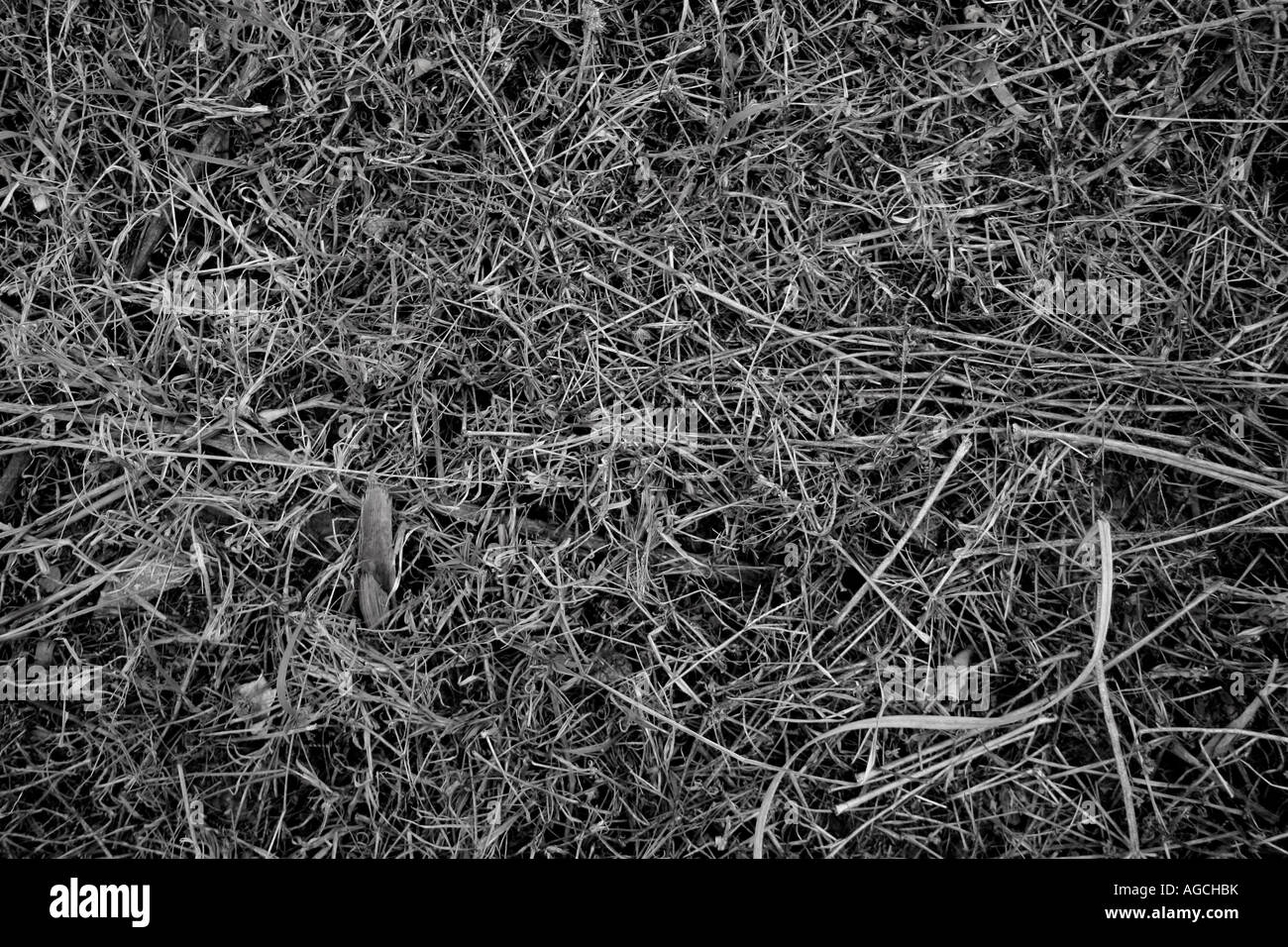 Foto in bianco e nero dei morti di ramoscelli secchi di foglie e di erba secca Foto Stock