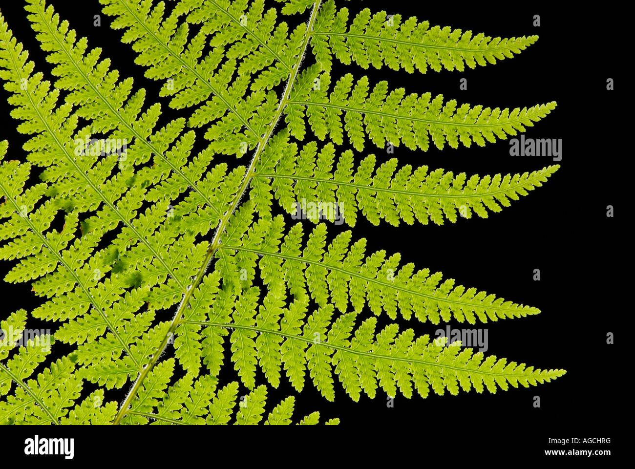 Un woodfern Dryopteris sp frond backlit su sfondo nero Foto Stock