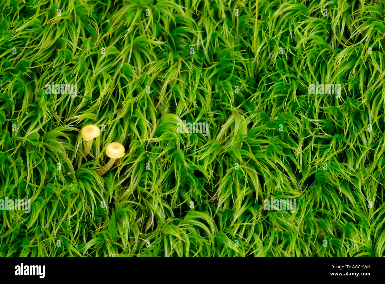 Close up dei gametofiti verde della cellula di briofita Dicranum sp con due piccoli funghi Foto Stock