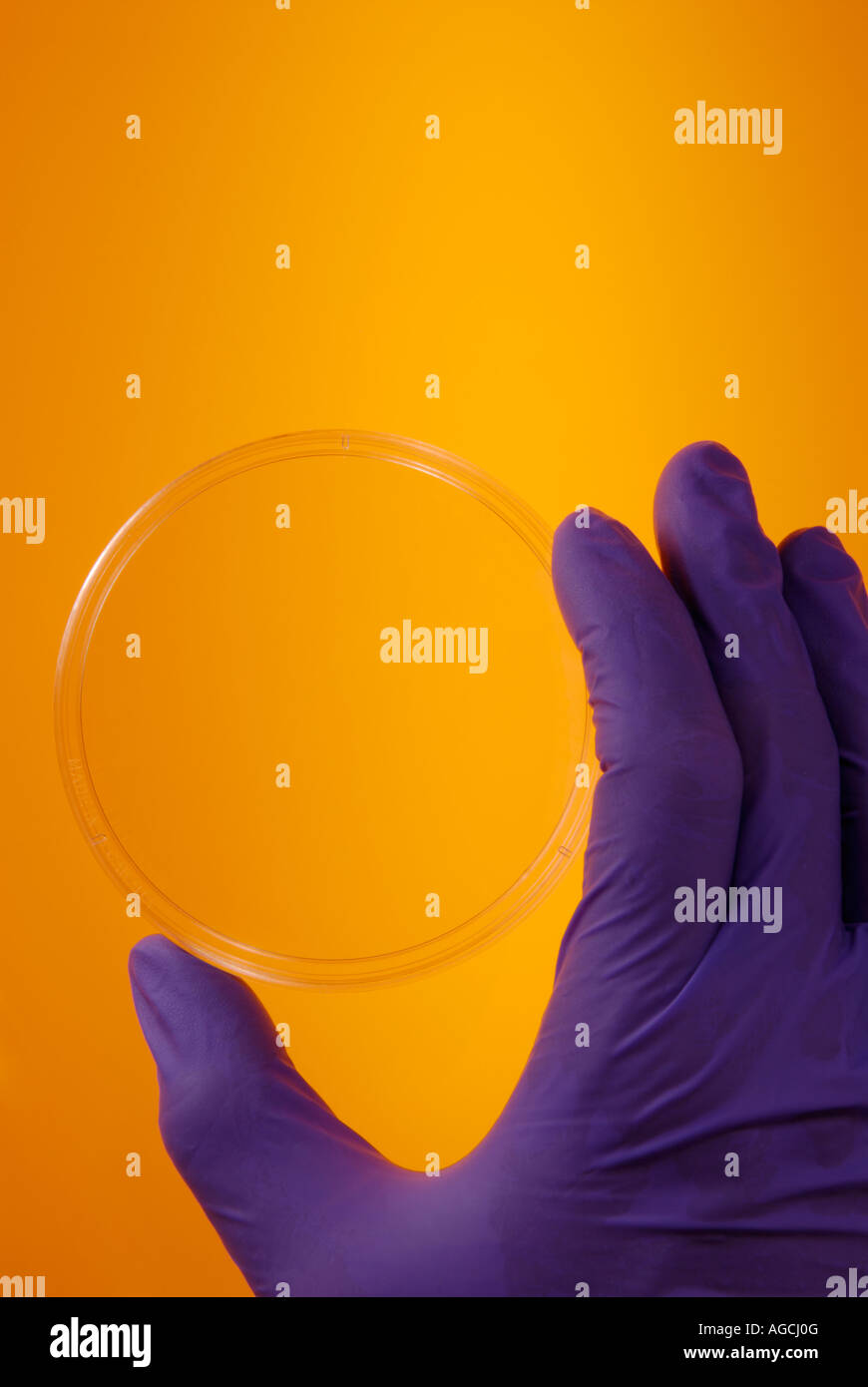 Uno scienziato del guanto lavora con una capsula di petri Foto Stock
