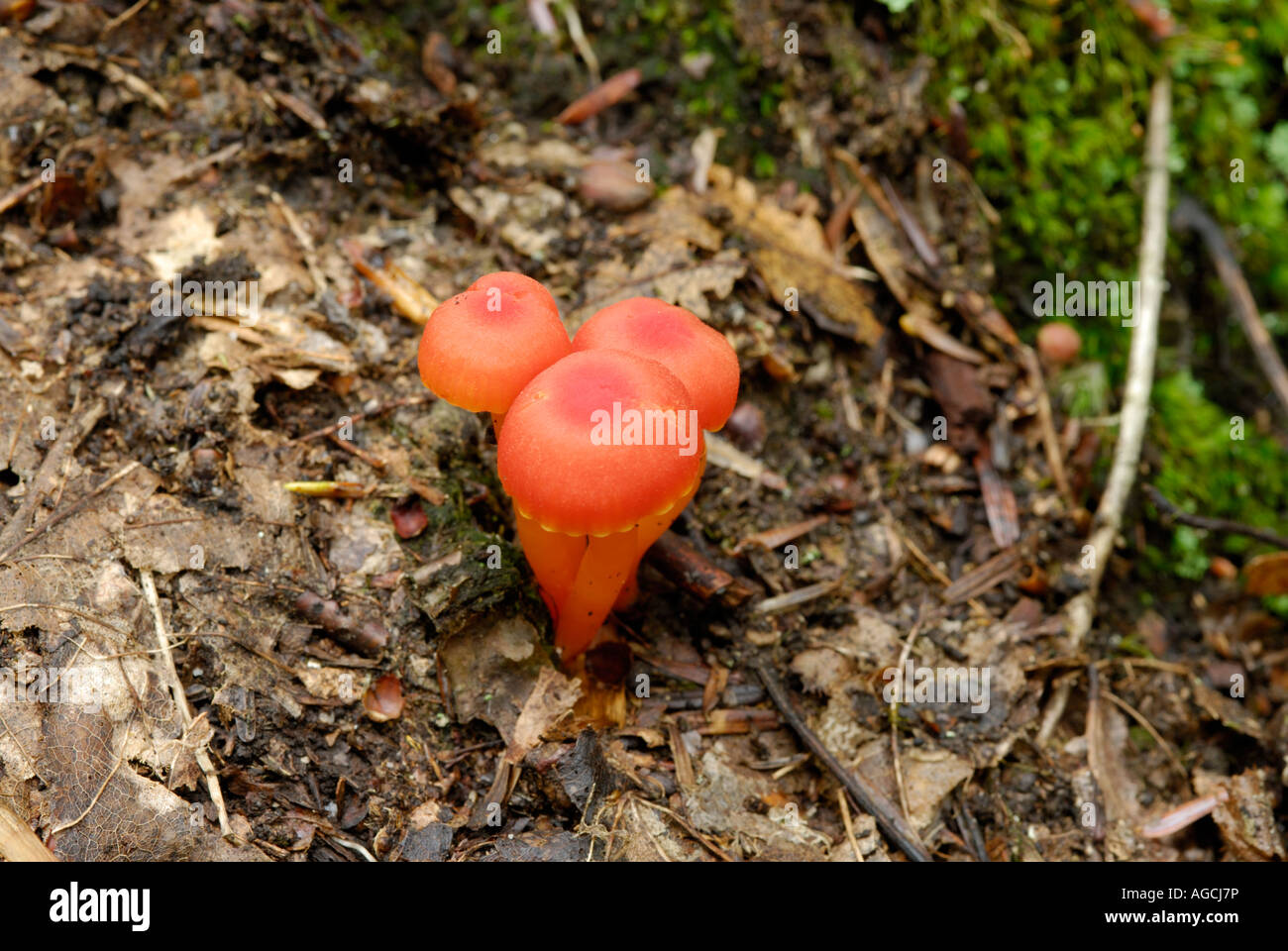 Hygrophorus sp di funghi che crescono in un nord del New Jersey woodland Foto Stock