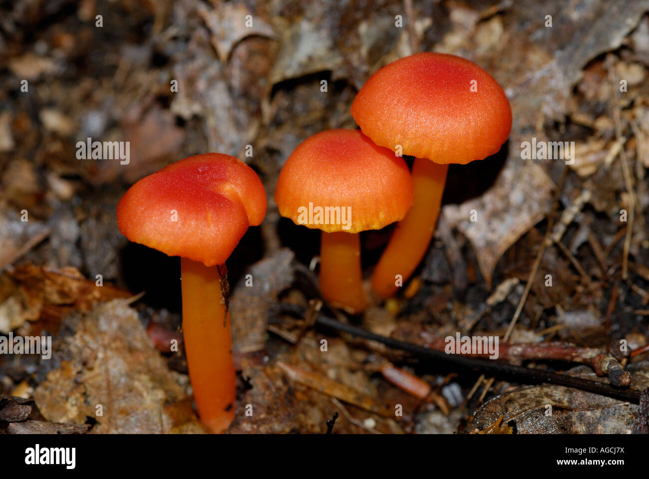 Hygrophorus sp di funghi che crescono in un nord del New Jersey woodland Foto Stock