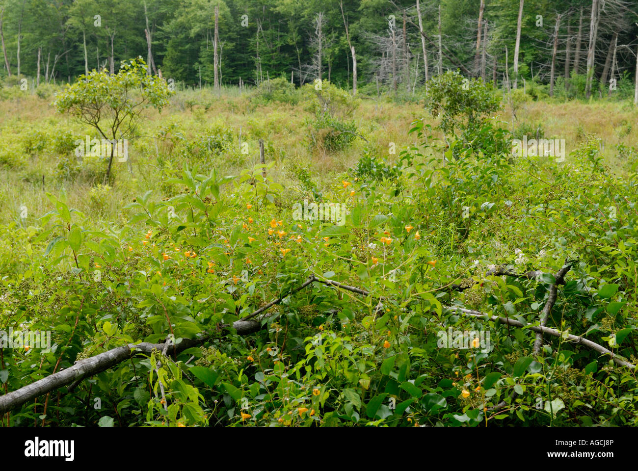 Secondaria successione ecologica in un ex beaver area stagno Foto Stock