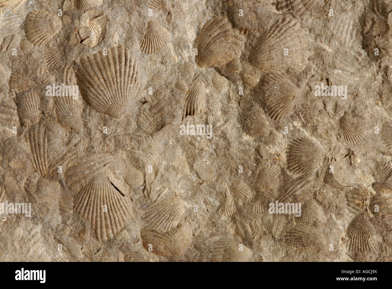 Roccia con fossili di conchiglie dei pellegrini e altri pettinidi antica. Foto Stock