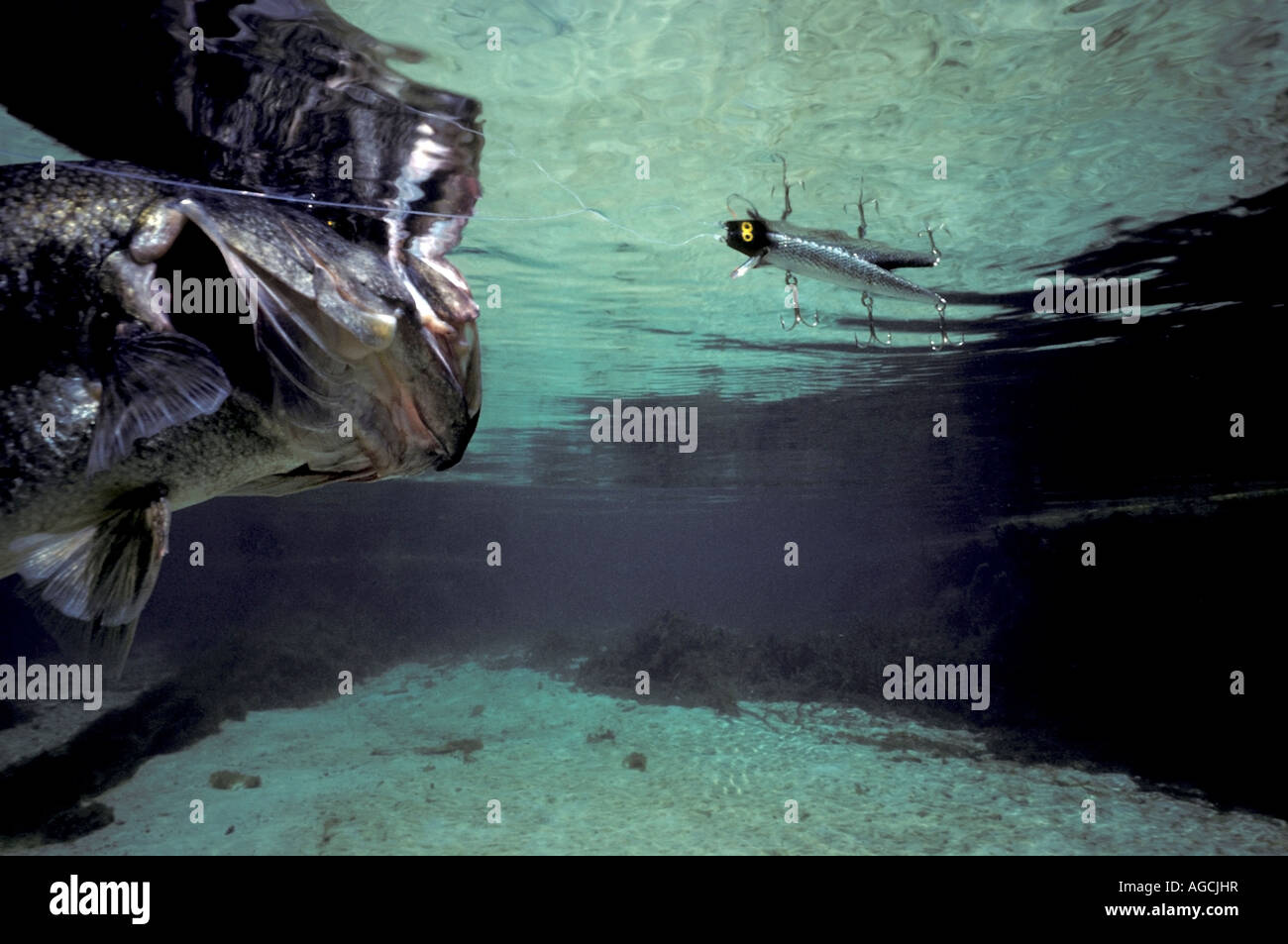 Largemouth bass nuoto pesca subacquea Pesca azione dello sport Foto Stock