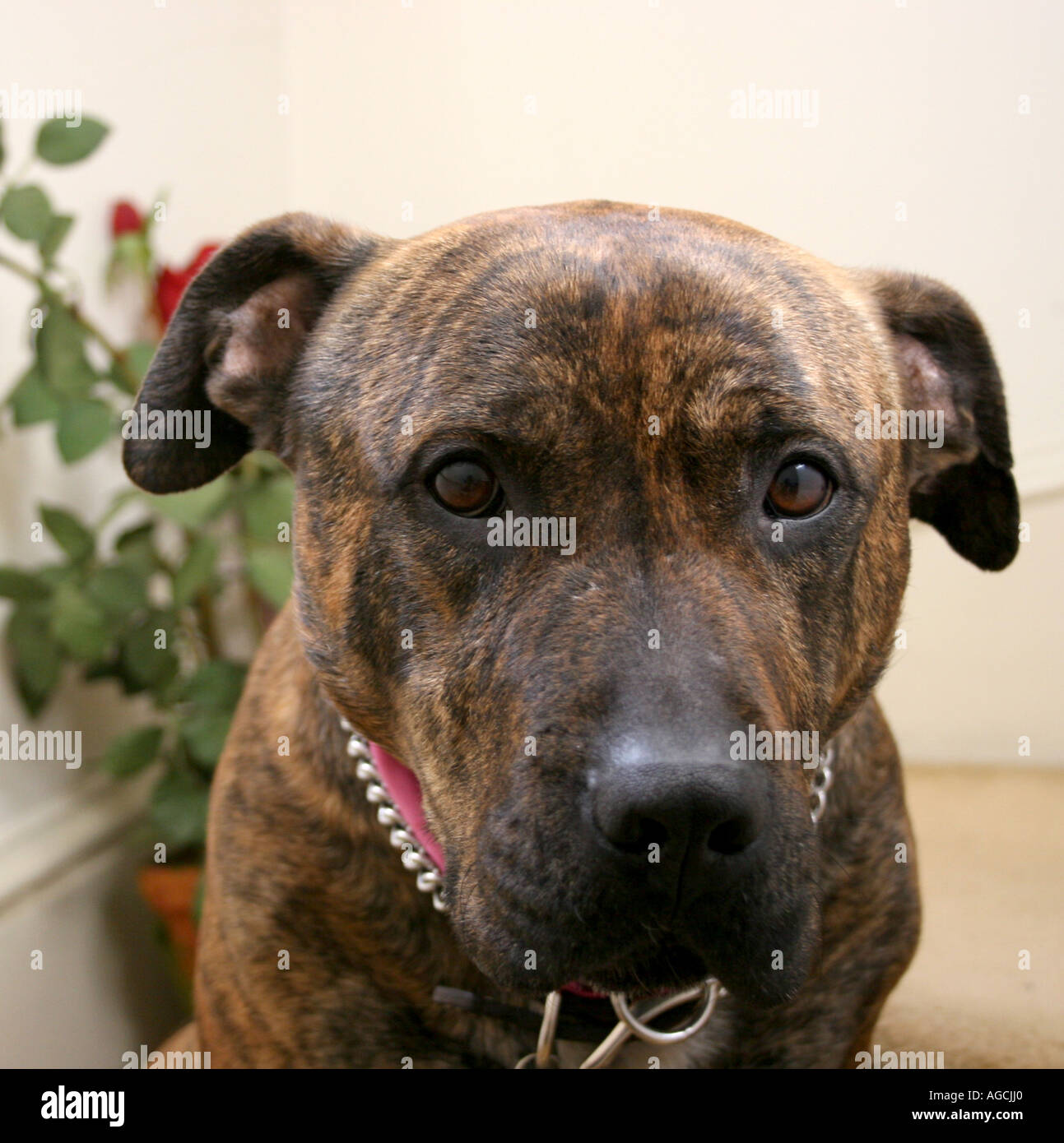 Brindle brown pit bull terrier mutt Foto Stock