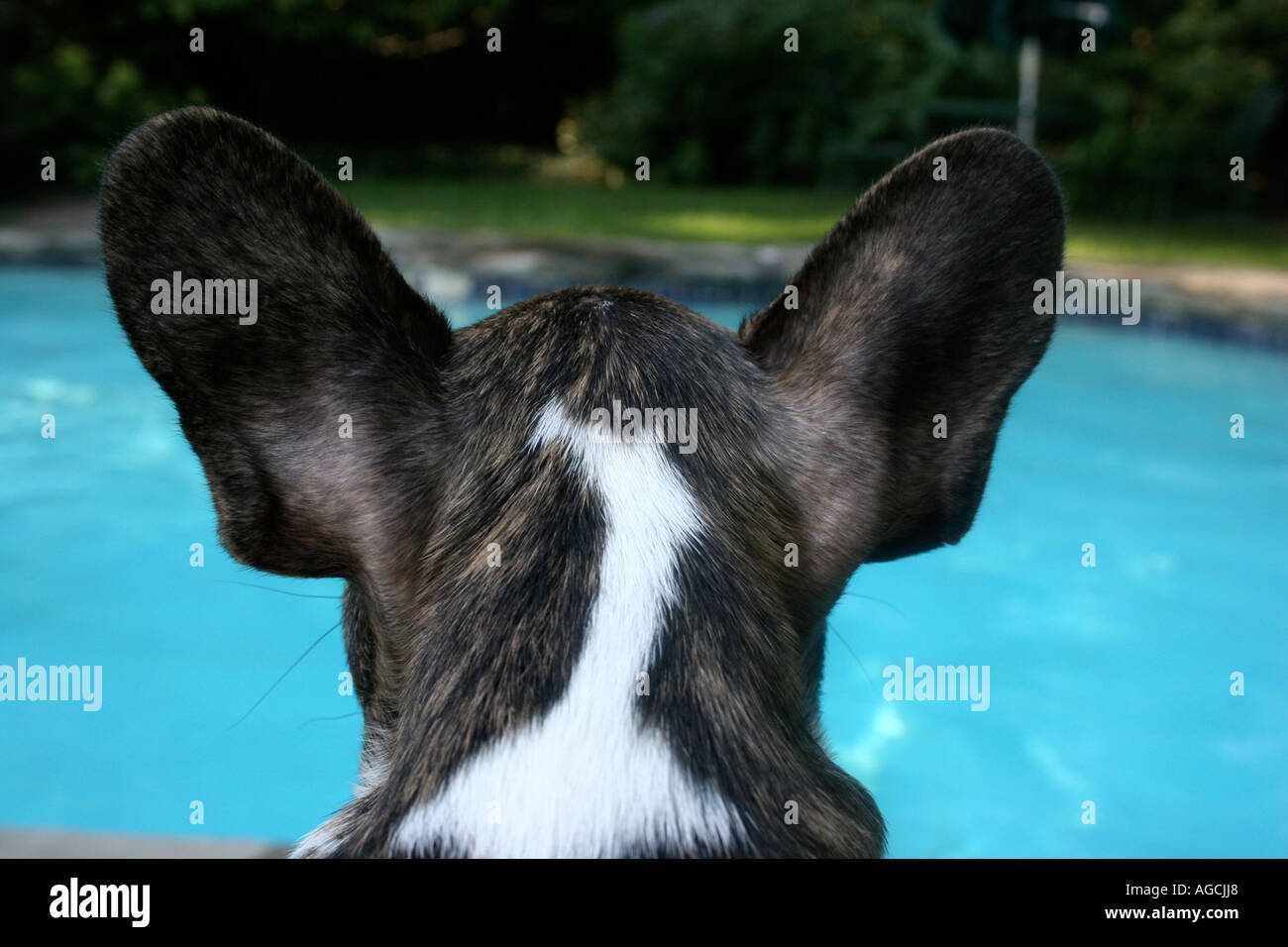 Vista posteriore del cane in piscina Foto Stock