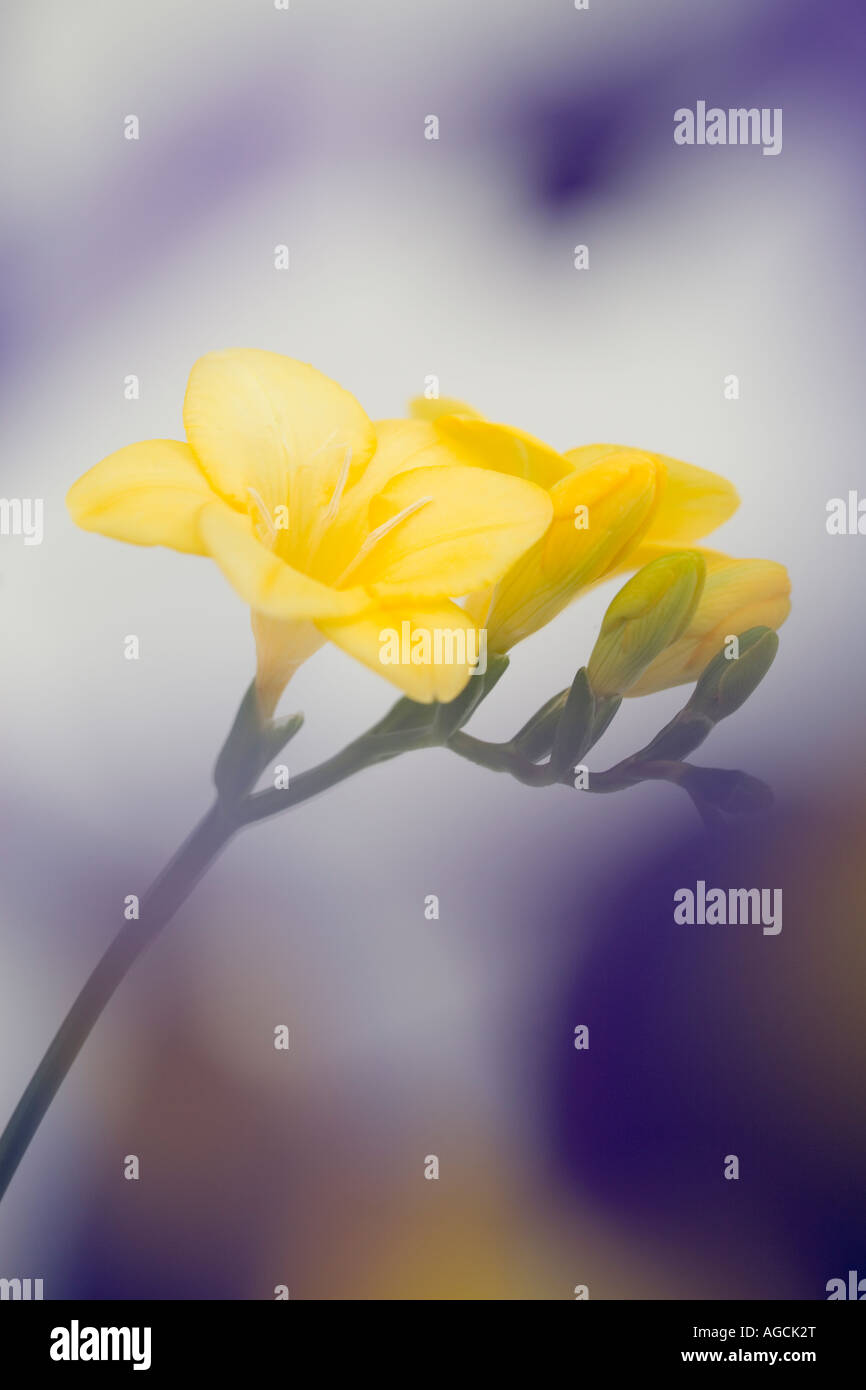 Giallo Fresia fiori close up dolcemente diffusa messa a fuoco differenziale sfocato viola fiorisce in primo piano Foto Stock