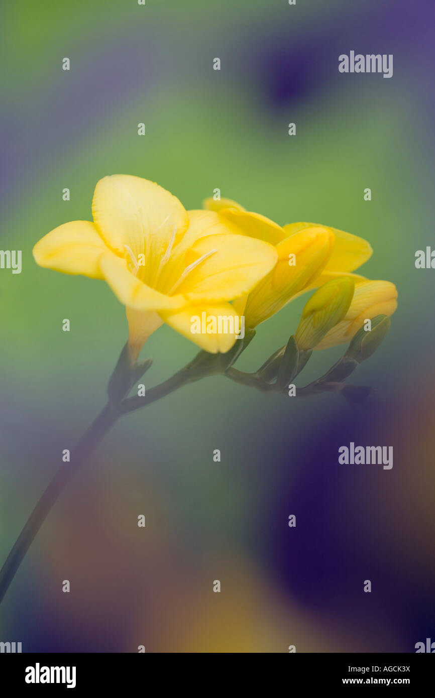 Giallo Fresia fiori close up dolcemente diffusa messa a fuoco differenziale sfocata fiorisce in primo piano sullo sfondo verde Foto Stock