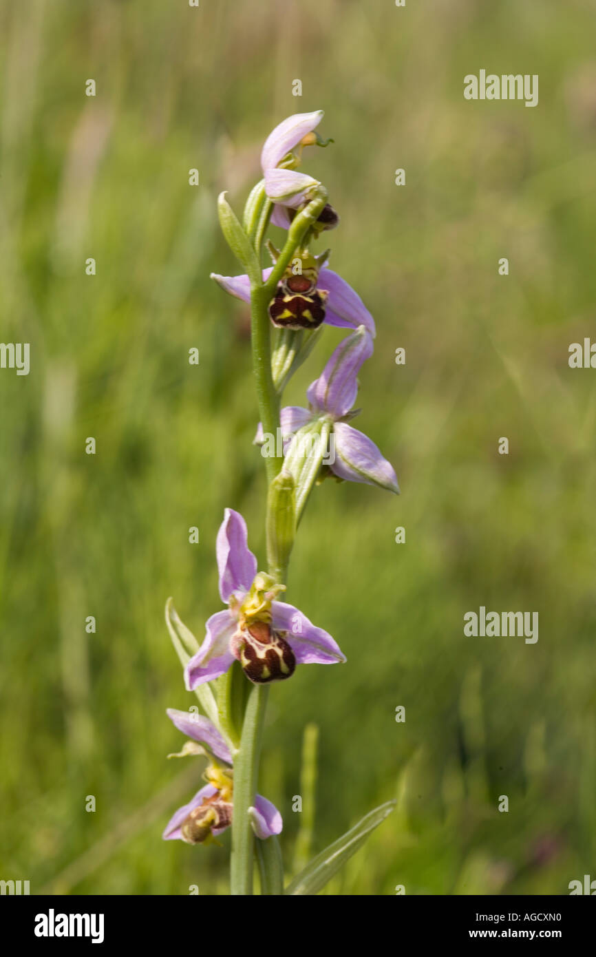 Bee Orchid Ophrys apifera crescente sulla costa dello Yorkshire Regno Unito Foto Stock