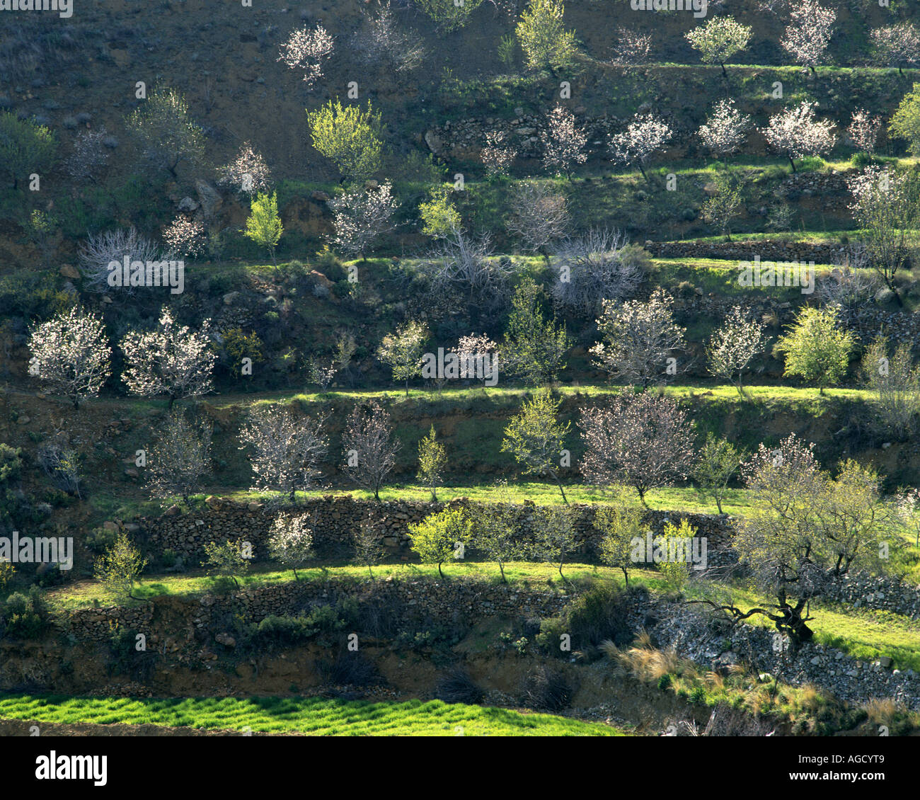CY - TROODOS: la primavera nelle montagne di Troodos Foto Stock