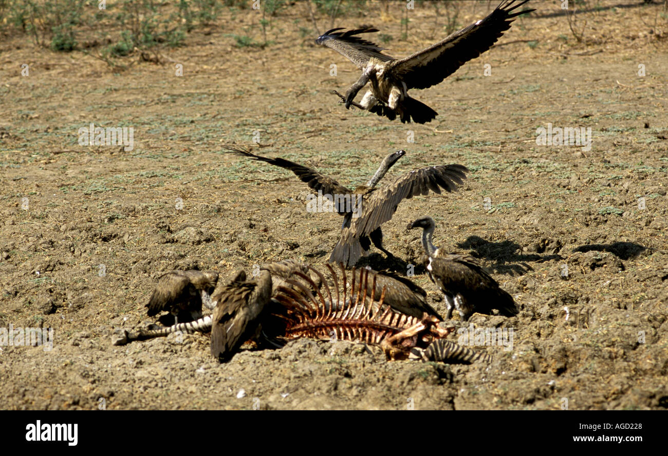 Zambia Africa Sud Luangwa National Park gli avvoltoi mangiare zebra Foto Stock