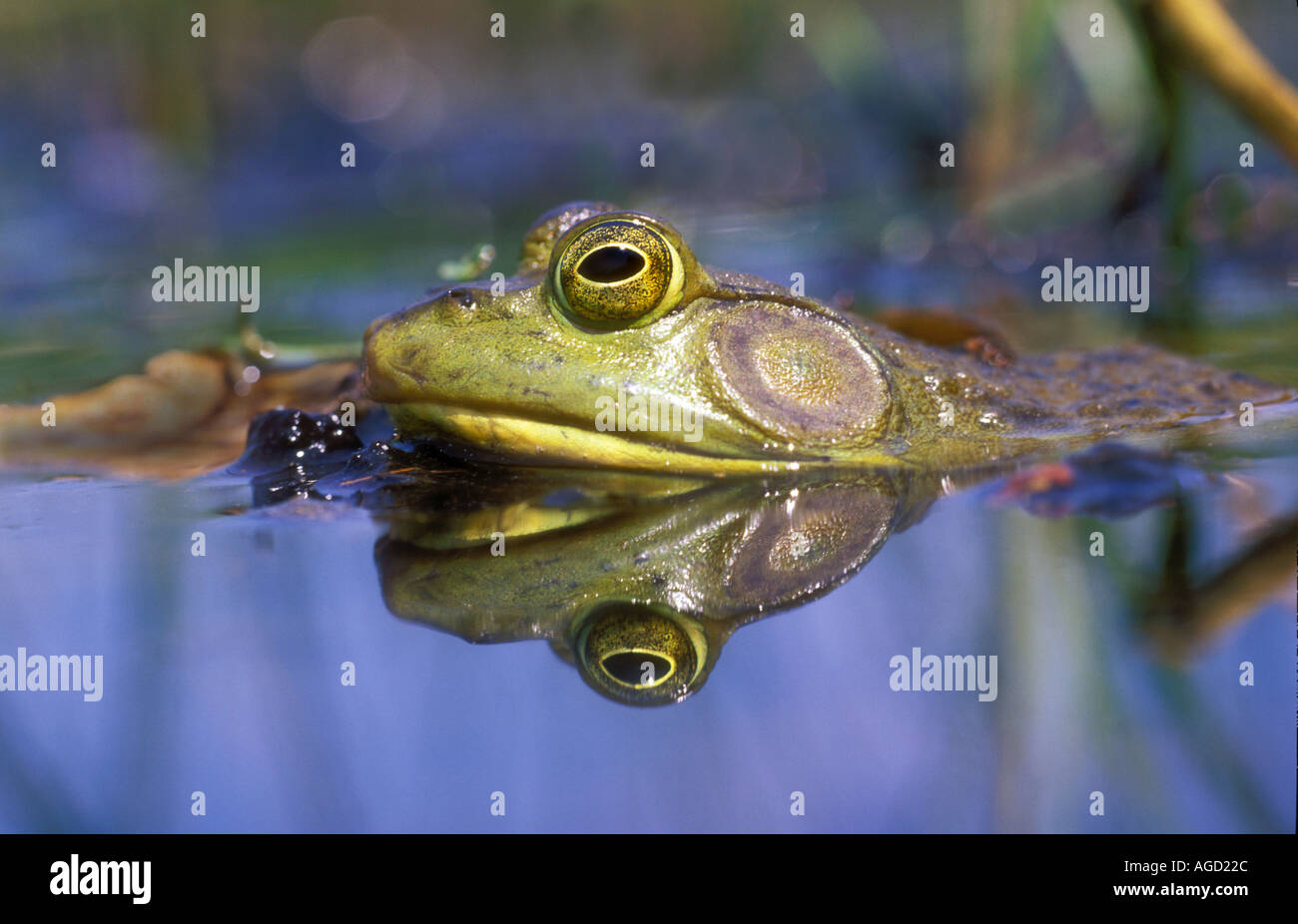 Bullfrog Rana catesbeiana testa vista laterale che mostra occhio e timpano USA Foto Stock