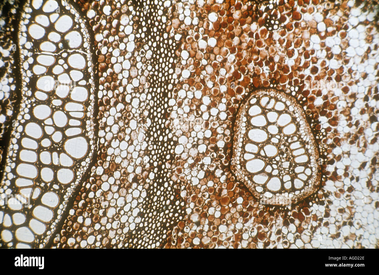 Microscopio a sezione trasversale attraverso Pteridium rizoma mostrando cellule dello xilema Foto Stock