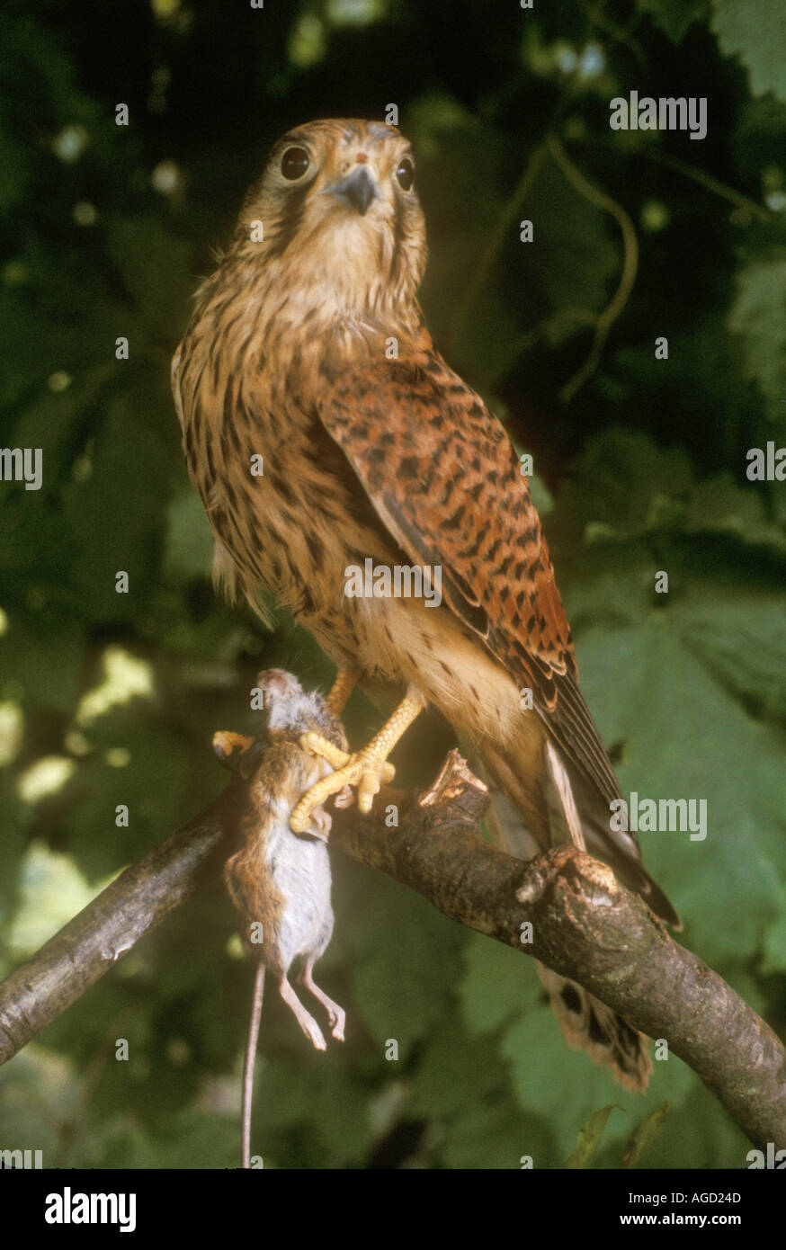 Il Gheppio Falco tinnunculus con il mouse sul campo Wales UK Foto Stock