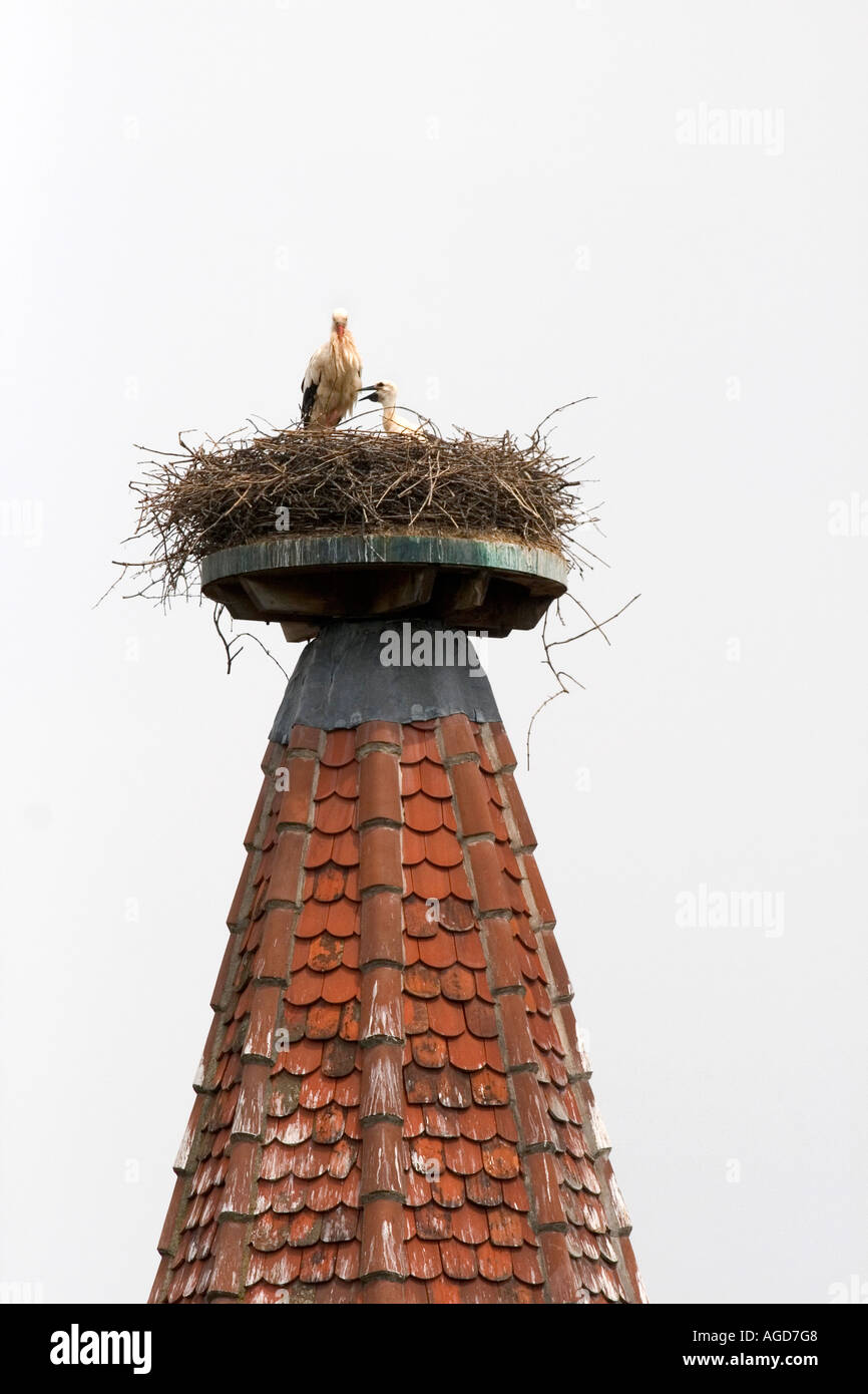 Stork nesting sulla cima di un campanile a Ribeauville, Francia. Foto Stock
