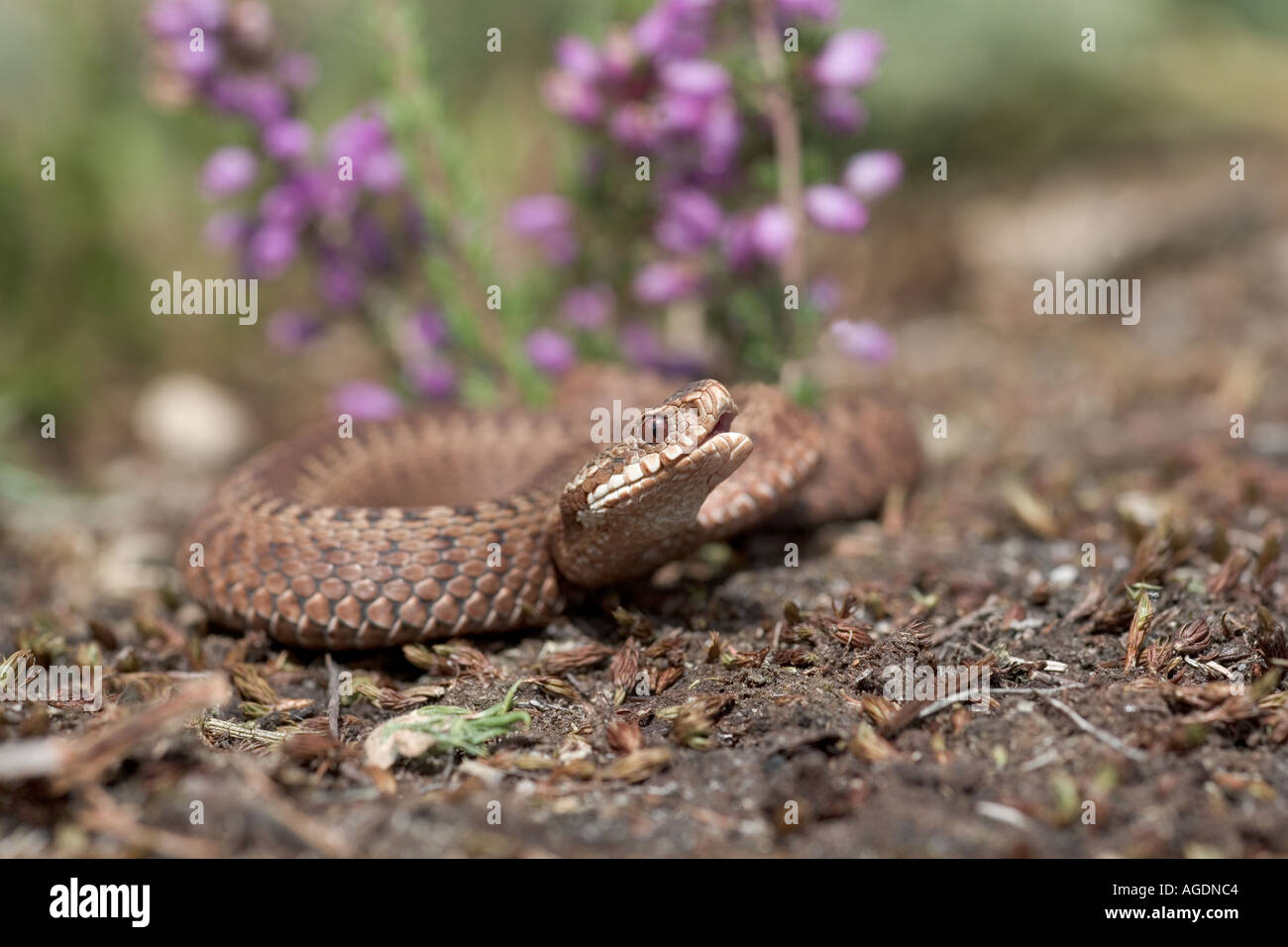 Il sommatore Vipera berus crogiolarsi sulla brughiera Foto Stock