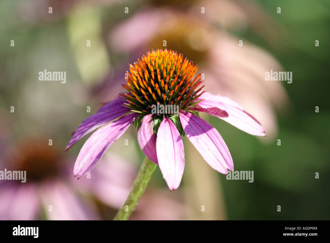 Fiore di Gerbera. Daisy. Foto Stock