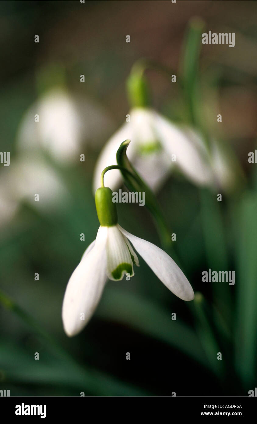 COMMON SNOWDROP Galanthus nivalis crescendo in giardino Foto Stock