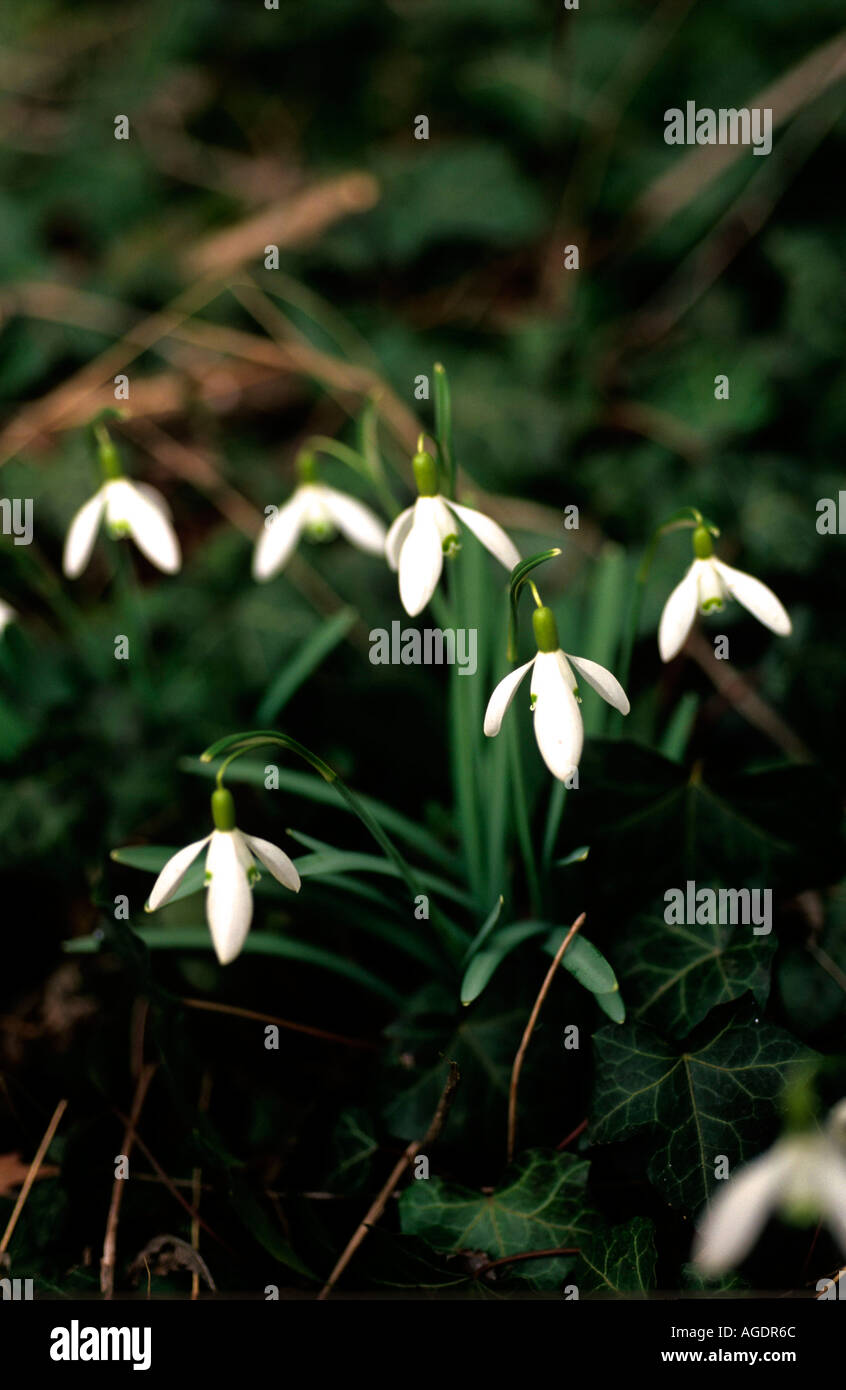 COMMON SNOWDROP Galanthus nivalis crescendo in giardino Foto Stock