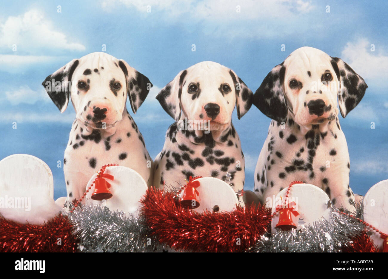 Cuccioli Natale Immagini.Tre Cani Dalmata Cuccioli Con Decorazioni Di Natale Foto Stock Alamy