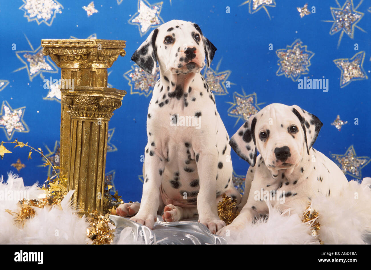 Due cani dalmata cuccioli - con decorazione di Natale Foto Stock