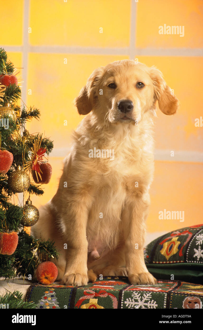 Giovani Golden Retriever - seduta accanto ad albero di natale Foto Stock