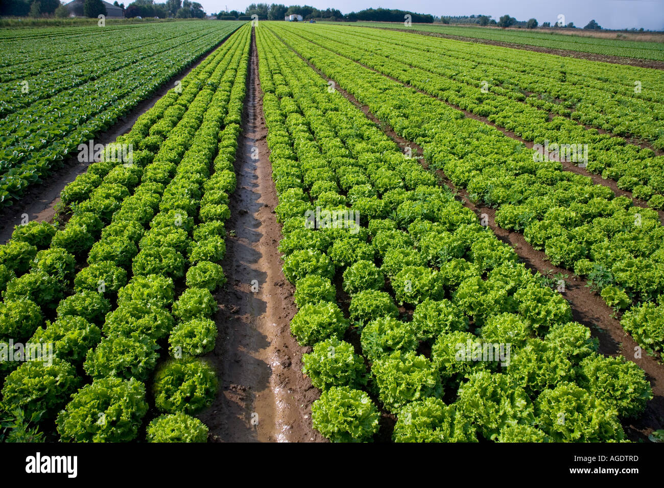 Le lattughe di crescente nel Cambridgeshire Fens Foto Stock